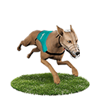 紅利娛樂城娛樂城白金賽狗